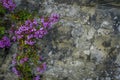 Old stone wall with wild field purple flowers and green grass. natural background. copy space Royalty Free Stock Photo
