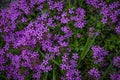 Old stone wall with wild field purple flowers and green grass. natural background. copy space Royalty Free Stock Photo