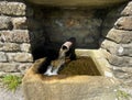 Stone water trough, close to the roadside in, Pateley Bridge, Yorkshire, UK