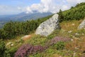 Old stones on mountain meadow among wild flowers Royalty Free Stock Photo