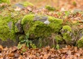Old stones overgrown with moss and lichens, stone wall from old castle ruins, autumn in the park