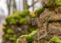 Old stones overgrown with moss and lichens, stone wall from old castle ruins, autumn in the park