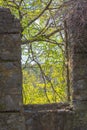 An old stonework at top of Bancroft Castle frames intricate set of branches