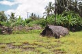 Old straw hut in tropical jungle. Rural house in palm trees. Cheap habitation. Village architecture. Poverty in Africa. Royalty Free Stock Photo