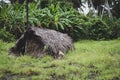 Old straw hut in tropical jungle. Rural house in palm trees. Cheap habitation. Village architecture. Poverty in Africa. Royalty Free Stock Photo