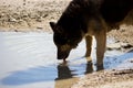 An old stray dog drinks water from a muddy summer puddle