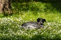 Old stray dog sleeping in public park on bed of blooming daisy wildflowers