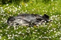 Old stray dog sleeping in public park on bed of blooming daisy wildflowers Royalty Free Stock Photo