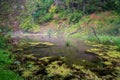 old stream of forest river in the woods