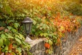 Old street lighting lantern is framed by beautiful inflorescence of autumn ivy garden or wild grapes Royalty Free Stock Photo