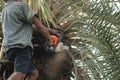 Old strong man gardener is using a heavy duty chainsaw while trimming and cutting large palm trees in gardening work.
