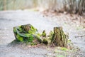 Old stub with green moss in autumn Royalty Free Stock Photo