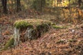 Old stump in the autumn forest background covered with green moss Royalty Free Stock Photo