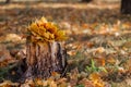 Old stump in the autumn forest