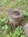 An old stump on the background of autumn grass and leaves. Russian nature. Russian life.