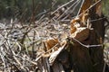 An old stump of a broken tree during a strong wind in the spring Royalty Free Stock Photo