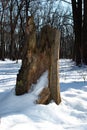 Old stump broken tree Royalty Free Stock Photo