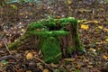 Old stump covered with emerald moss