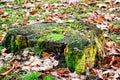 Old stump covered with green moss. Royalty Free Stock Photo