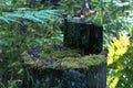 Old stump covered with moss, close-up in the thicket of the forest