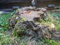 Old stump of a cut down large tree. Stump in the city. Remains of a giant Royalty Free Stock Photo