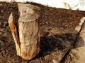 An old stump or cut from a tree against a background of melting snow and earth in spring or winter Royalty Free Stock Photo