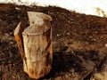 An old stump or cut from a tree against a background of melting snow and earth in spring or winter Royalty Free Stock Photo