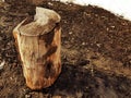 An old stump or cut from a tree against a background of melting snow and earth in spring or winter Royalty Free Stock Photo