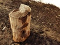 An old stump or cut from a tree against a background of melting snow and earth in spring or winter Royalty Free Stock Photo