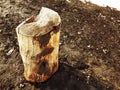 An old stump or cut from a tree against a background of melting snow and earth in spring or winter Royalty Free Stock Photo