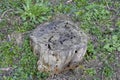 An old stump, eaten by larvae of a beetle lumberjack. The course of larvae of woodworm in a rotten stump