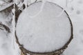 Old stump of a felled tree covered with snow, winter forest, top view Royalty Free Stock Photo