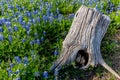 An Old Stump in a Field of Texas Bluebonnet Wildflowers