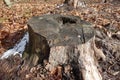 Old stump