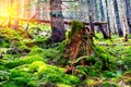 Old stump in forest Royalty Free Stock Photo