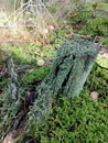 Old stump in the forest covered with green small moss Royalty Free Stock Photo