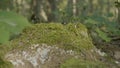 Old stump in the forest covered with moss With large roots. Moss on stump in the forest Royalty Free Stock Photo