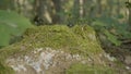 Old stump in the forest covered with moss With large roots. Moss on stump in the forest Royalty Free Stock Photo