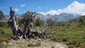 Old Stump in front of Corsica mountains