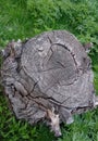 Cracked from old age, gray stump in the grass Royalty Free Stock Photo
