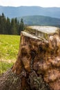 Old stump on the grass Royalty Free Stock Photo