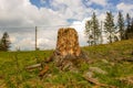 Old stump on the grass Royalty Free Stock Photo