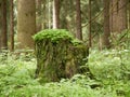 An old stump among green grass and a fern in a clearing in a pine forest. Pine stump covered with moss on a sunny spring day Royalty Free Stock Photo