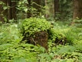 An old stump among green grass and a fern in a clearing in a pine forest. Pine stump covered with moss on a sunny spring day Royalty Free Stock Photo