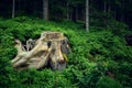 An old stump hidden in a thicket