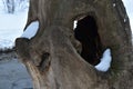 An old stump with a hollow and patterns on the trunk Royalty Free Stock Photo