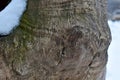 An old stump with a hollow and patterns on the trunk Royalty Free Stock Photo