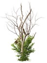 Cut out bare tree with dry branches and green foliage