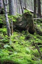 Old stump of a large tree among green vegetation in a foggy forest. Old stump covered with moss in the forest. Summer coniferous Royalty Free Stock Photo