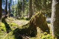 Old stump with moss in a deep forest Royalty Free Stock Photo